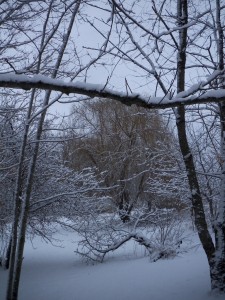 It was pretty cold but not too cold, and the perfect, loveliest, lightest snow had settled on everything. 