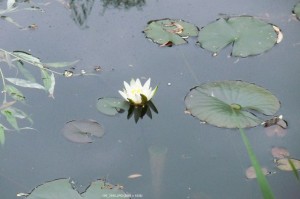 First water lily blossom in our pond.