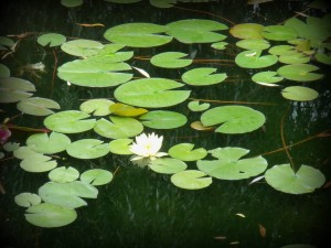 Yellow lily blossom