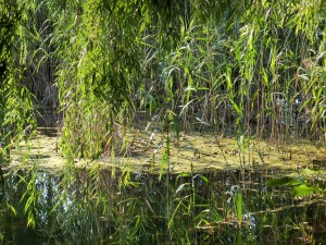 Heron hiding in the reeds