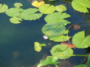water lilies - some damaged by that Heron