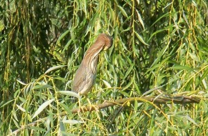 close up of the Heron