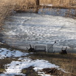 Raised frozen animal tracks on pond ice.