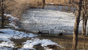 Raised frozen animal tracks on pond ice.