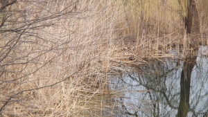 View of the Heron in the reeds