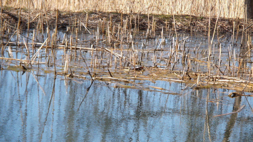 Turtle catching some sun on a reed raft