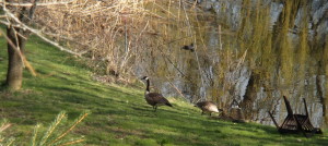 Geese and a duck