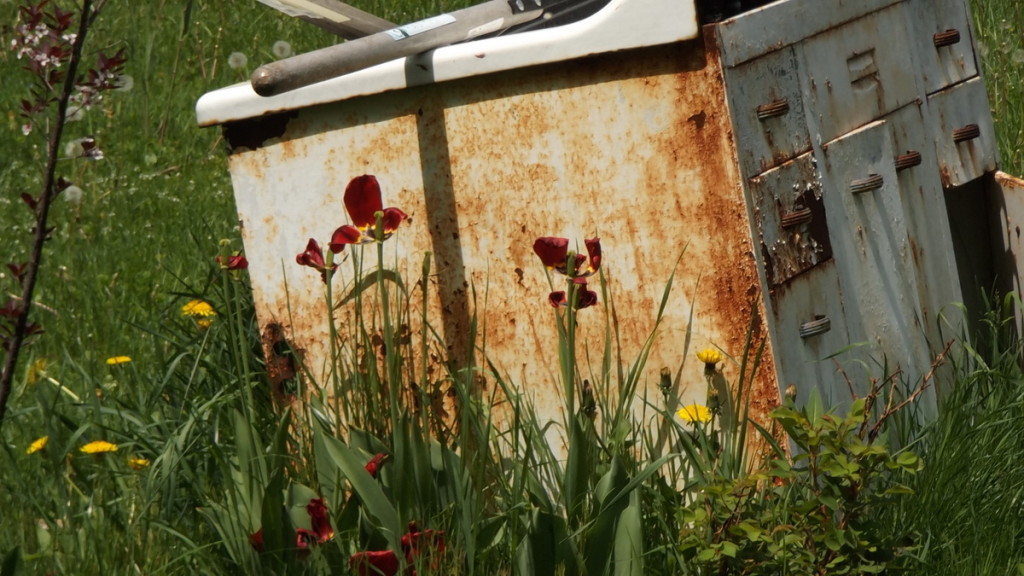 Fading Sink Tulips