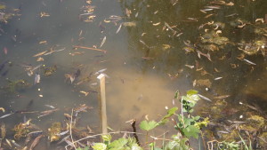 Tan dirt from ratty holing out my pond bank