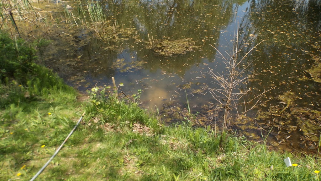 Tan dirt on pond bottom