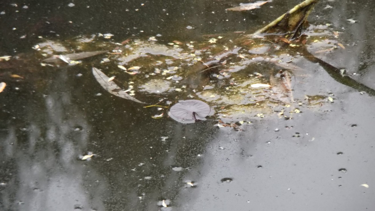 First lily pad