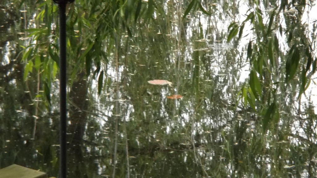 Two lily pads