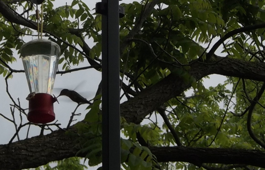 Hummingbird Feeding