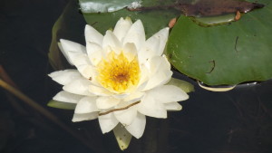 Noon - Looking into a Gladstone blossom