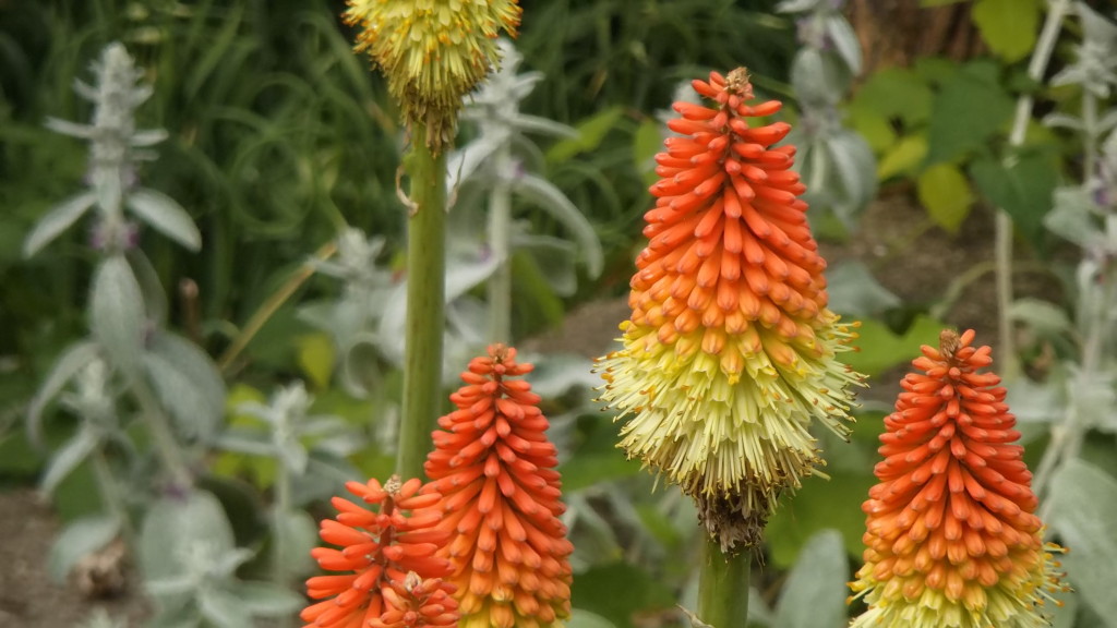 Red Hot Pokers