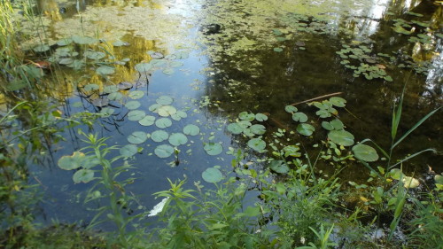One month ago, water lilies untouched ...