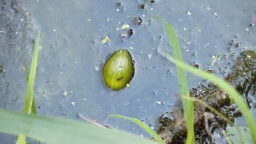 A water lily bulb cut loose by Ratty - the first sign of trouble, one month ago.