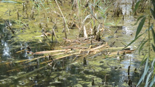Ratty ate these cattails all up