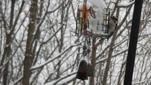 Wood pecker?, suet, wind chimes and WINTER