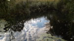 week back - clouds rippling on pond surface - coexisting with water lilies