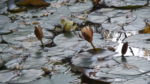 couple weeks back - water lilies still trying