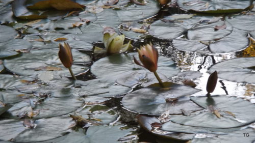 couple weeks back - water lilies still trying