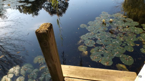 End of the dock - so much life