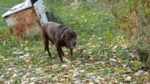 Our old lab Miles - such a dear.