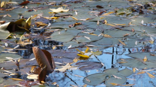 Reflections in between the lily pads