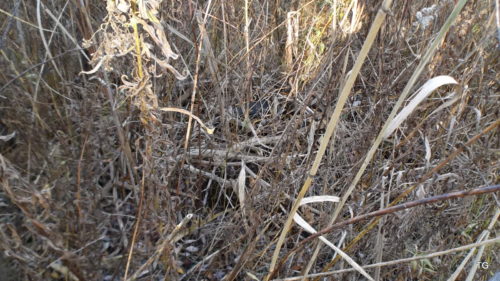 Looking closely, some tires, left by one of the previous owners of this ex-farm.