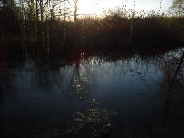 The pond and the sky - very late in the day