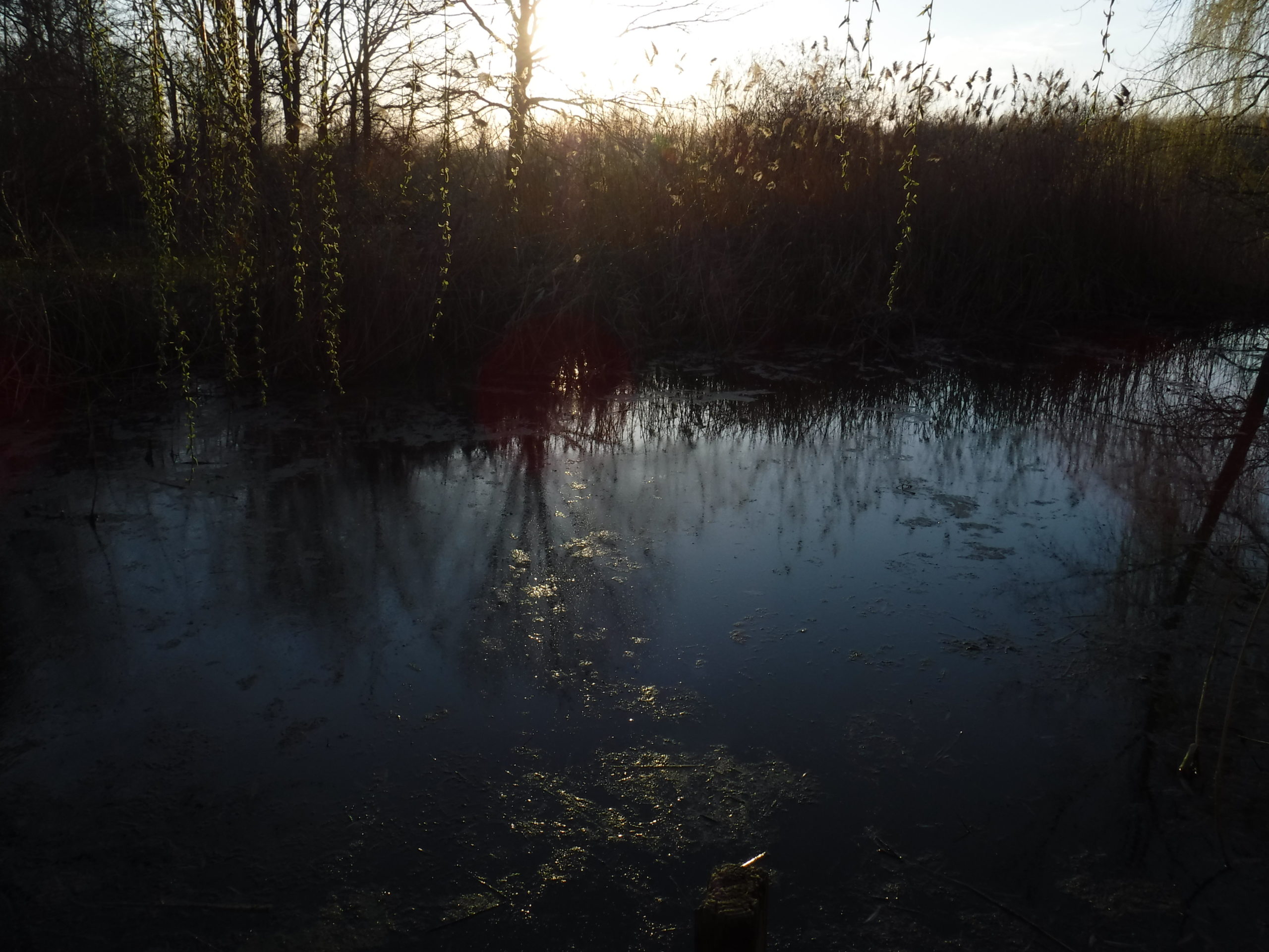 The pond and the sky - very late in the day