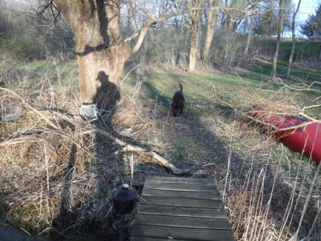 A shadow, mine, and a dog - Charlie.