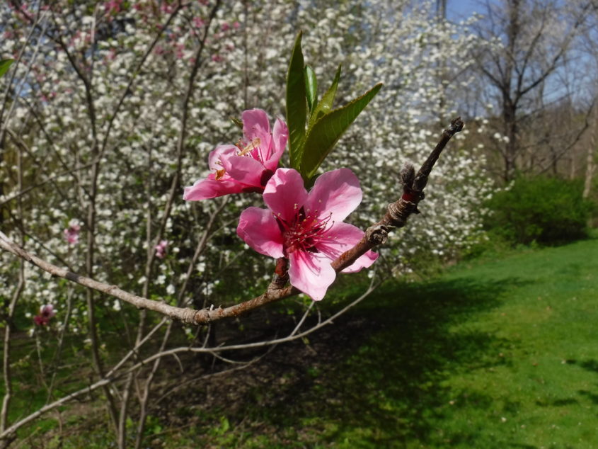 Fruit Blossom